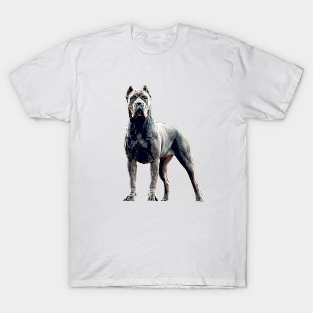 Cane corso t shirts new arrivals